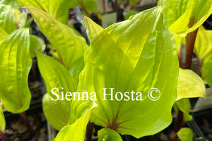 Hosta Lipstick Sunset