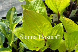 Hosta Lipstick Sunset