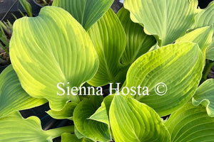 Hosta 'Grey Glacier'