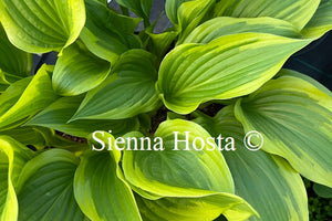 Hosta 'Cleopatra'