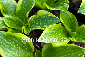 Hosta fortunei var. 'Aureomarginata'