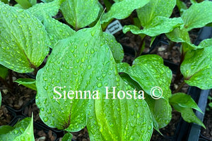 Hosta 'Gooseberry Sundae'