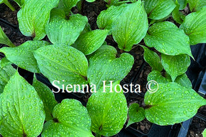 Hosta 'Gooseberry Sundae'