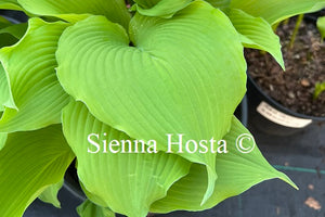 Hosta 'Last Train Home'