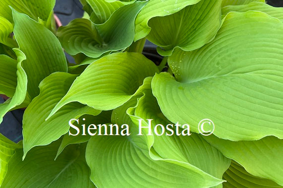 Hosta 'Last Train Home'