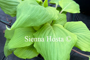 Hosta 'Chris' Darkest Purple'