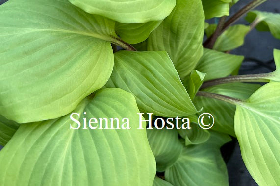 Hosta 'Chris' Darkest Purple'