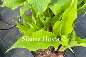 Hosta 'Sahara Nights'