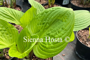 Hosta 'Mango Lettuce'