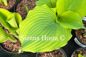 Hosta 'Satisfaction'