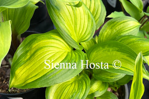 Hosta Happy Hour