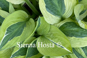 Hosta Yellow Polka Dot Bikini