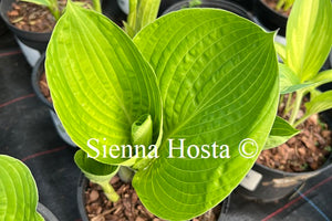 Hosta I Dream of Jeanne