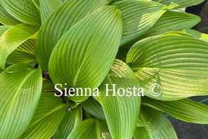 Hosta 'Black Light'