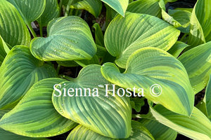 Hosta 'Stag's Leap'