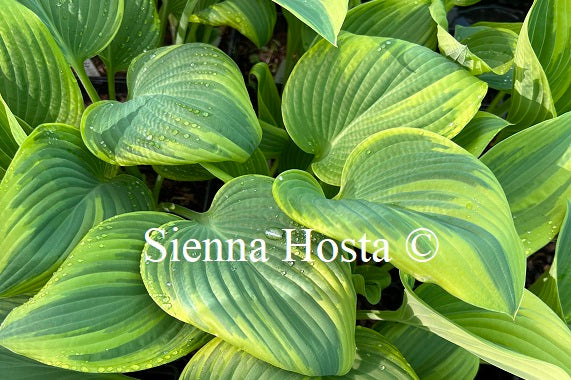 Hosta 'Stag's Leap'