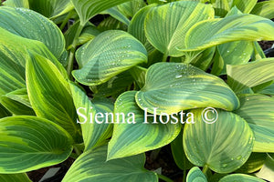 Hosta 'Stag's Leap'