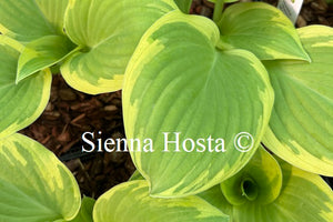 Hosta 'Spring Morning'