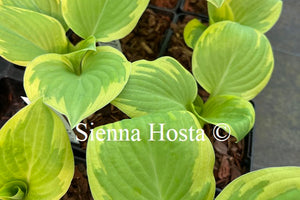 Hosta 'Spring Morning'