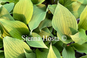 Hosta Red Wine Fries