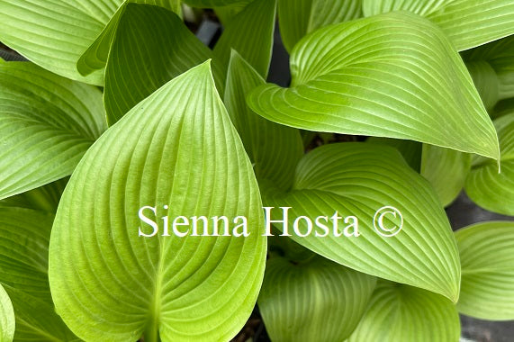 Hosta 'Sea Lightning'