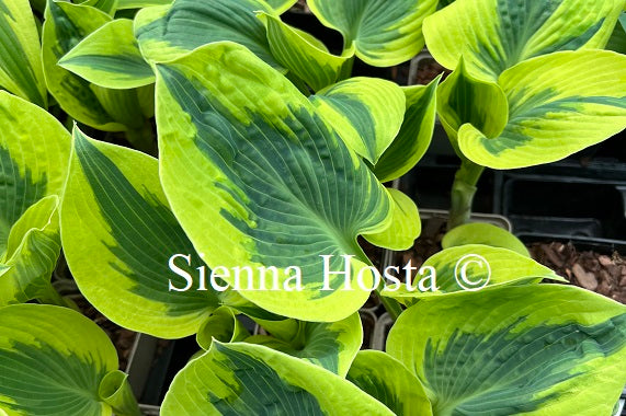 Hosta 'Paul Vernooij'