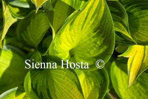 Hosta Orange Star