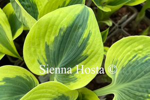 Hosta 'Paul Vernooij'