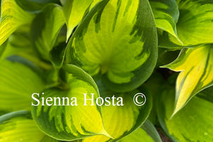 Hosta 'Orange Star'