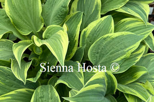Hosta 'Poker'