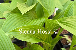 Hosta pachyscapa