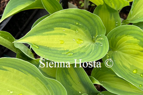 Hosta 'Cherokee'