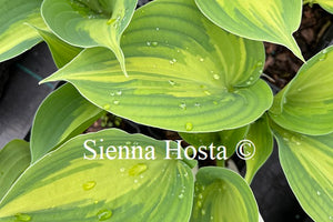 Hosta 'Cherokee'