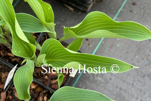 Hosta 'Round About Midnight'