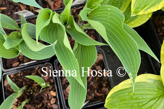 Hosta 'Round About Midnight'