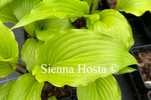 Hosta 'Chris' China Star'