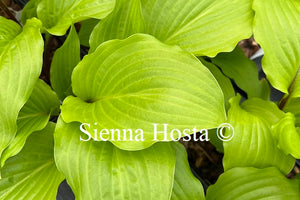 Hosta 'Chris' China Star'