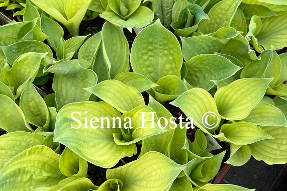 Hosta 'Dixie Ghost'