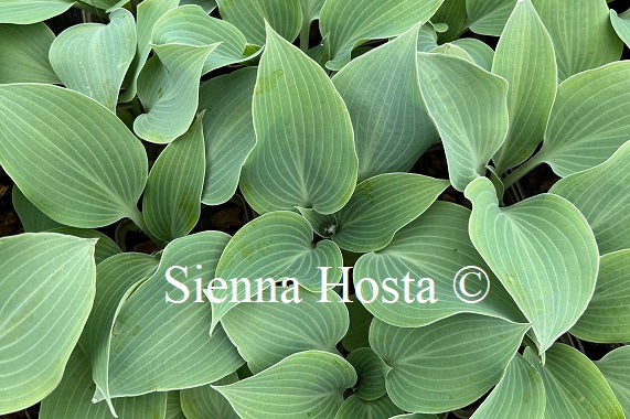 Hosta 'Gun Metal Blue'