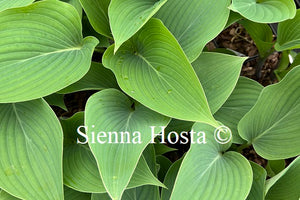 Hosta 'Holar Ice Empress'