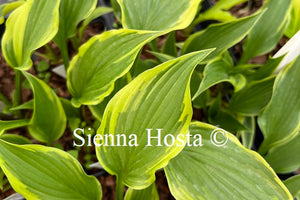 Hosta 'Chris' Small Talk'