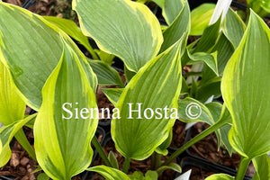 Hosta 'Chris' Small Talk'