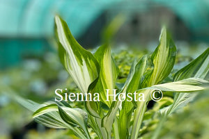 Hosta 'Cool as a Cucumber'