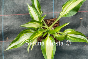 Hosta 'Cool as a Cucumber'