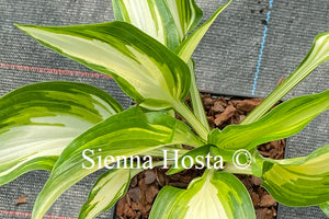 Hosta 'Cool as a Cucumber'