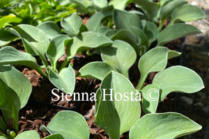 Hosta 'Magical Mouse Ears'