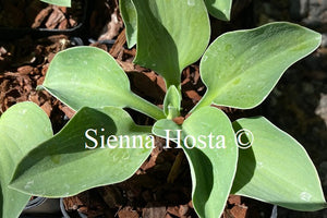 Hosta 'Magical Mouse Ears'