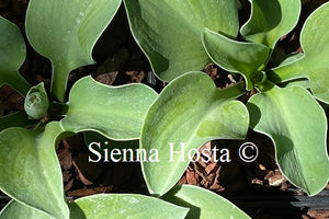 Hosta 'Magical Mouse Ears'