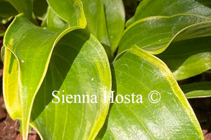 Hosta 'Raspberries and Cream'