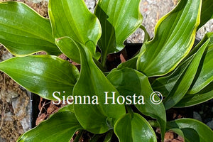 Hosta 'Raspberries and Cream'